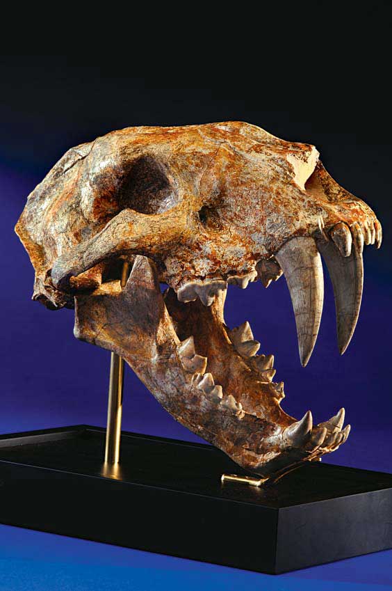 Appraisal: A RARE GIANT SABRE-TOOTHED CAT SKULL Machairodus giganteus Miocene Guanghe