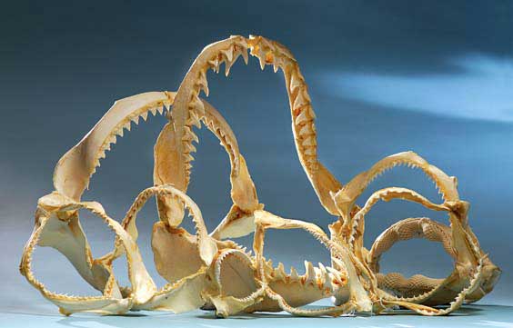 Appraisal: A COLLECTION OF SHARK JAWS Various species Taiwan The Philippines