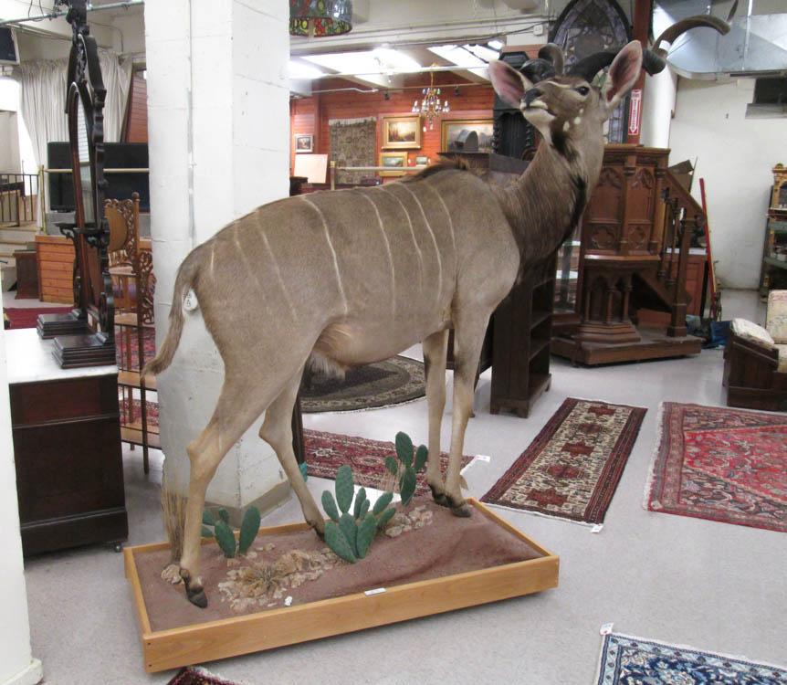 Appraisal: A FULL BODY TAXIDERMY MOUNT Cape Greater Kudu on diorama