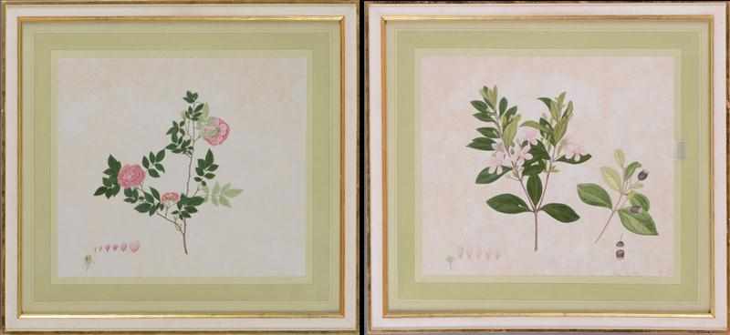 Appraisal: CHINESE SCHOOL ROSES AND MOUNTAIN LAUREL Watercolor on pith paper