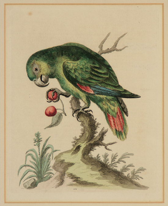 Appraisal: After George Edwards British - Parrots from A Natural History