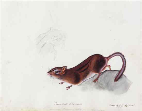 Appraisal: AUDUBON JOHN JAMES attributed to Townsend's Chipmunk Tamias townsendi Bachman