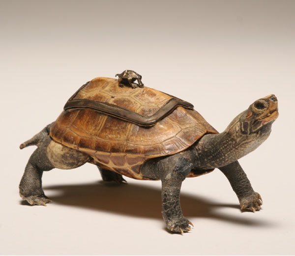 Appraisal: Antique taxidermied turtle box whimsy a transfixed terrapin sports a