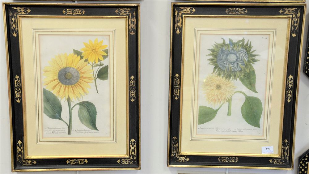 Appraisal: Set of Four Johann Wilhelm Weinmann - Botanical Hand Colored