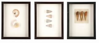 Appraisal: Three Medium Shell Specimens in Shadowboxes Shells in Shadows American