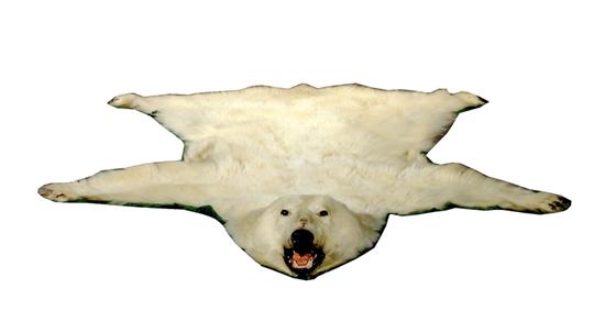 Appraisal: Polar bearskin rug full mounted head and paws laid to