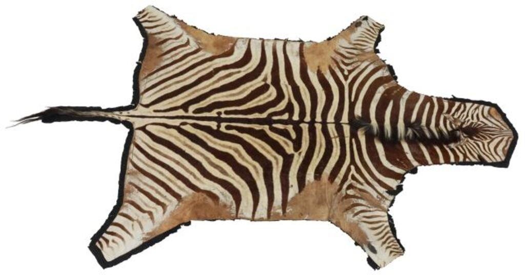 Appraisal: Zebra hide rug on worn on black felt material backing