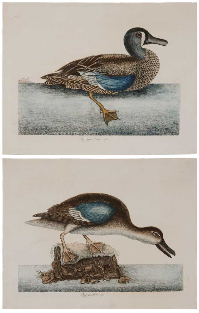 Appraisal: Mark Catesby British - Two hand-colored engravings from The Natural