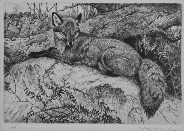 Appraisal: WINIFRED AUSTEN - 'Fox' etching signed in pencil to the