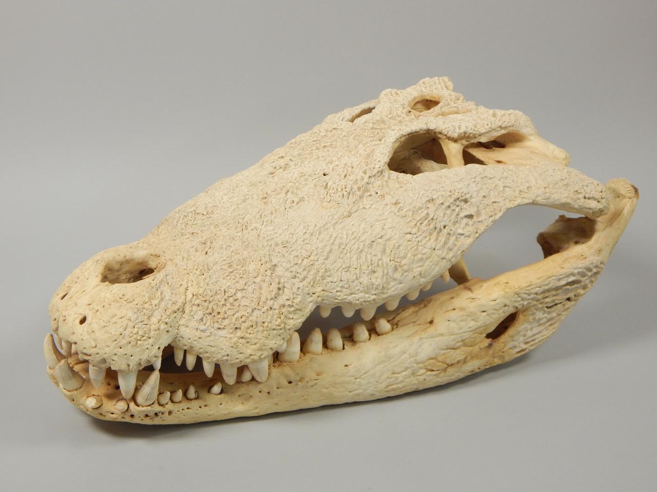 Appraisal: A Nile crocodile skull cm long With import permit