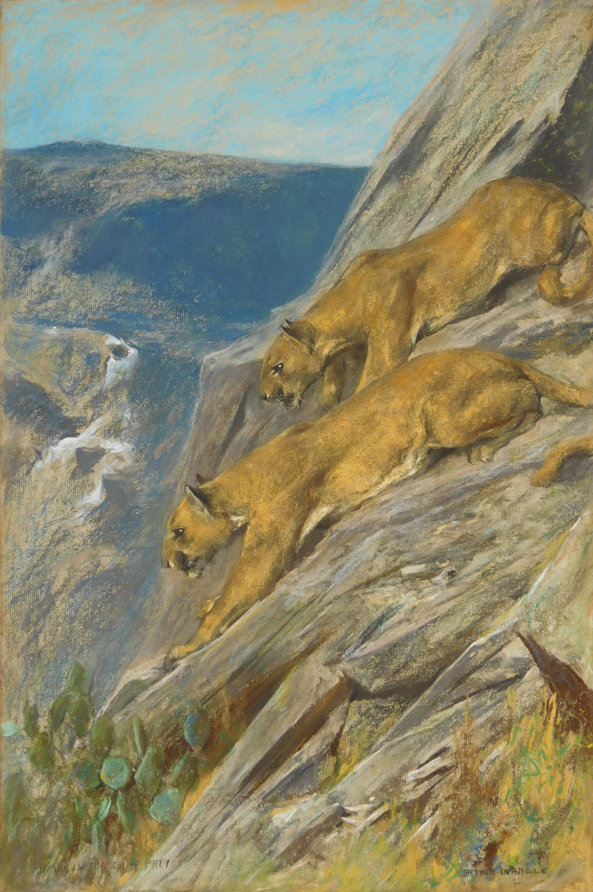 Appraisal: Arthur Wardle British - ''Pumas in Search of Prey''- pastel