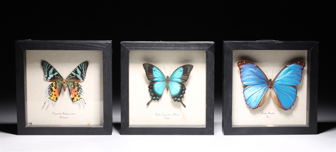 Appraisal: Three framed butterfly specimens including Chrysiridia Madagascarensis from Madagascar Papilio