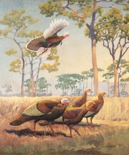 Appraisal: Francis Lee Jaques - Wild Turkey signed F L Jaques