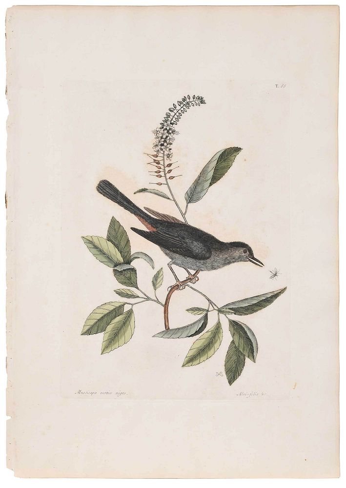 Appraisal: Mark Catesby British - The Cat-bird Alni-folia nigro T from