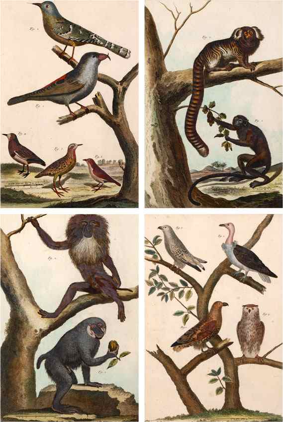 Appraisal: BENARD after MARTINET HISTOIRE NATURELLE BIRD MONKEYS PRINTS ''Le Papion