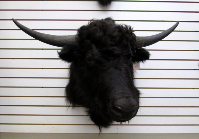 Appraisal: TROPHY TAXIDERMY GAME MOUNT feral yak bull head shoulder mount