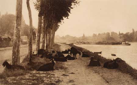 Appraisal: STIEGLITZ ALFRED - A Decorative Panel Goats along the Seine