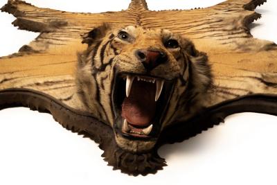 Appraisal: A tiger skin rug with full mount head on a