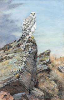 Appraisal: George Edward Lodge British Gyrfalcon signed and dated G E