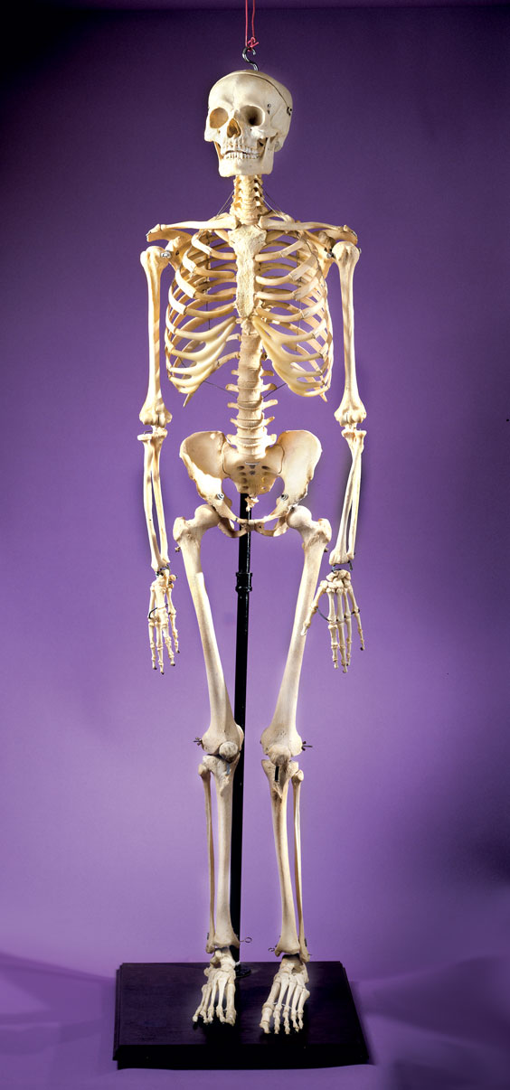 Appraisal: MEDICALLY PREPARED HUMAN SKELETON A natural bone medical-grade articulated human