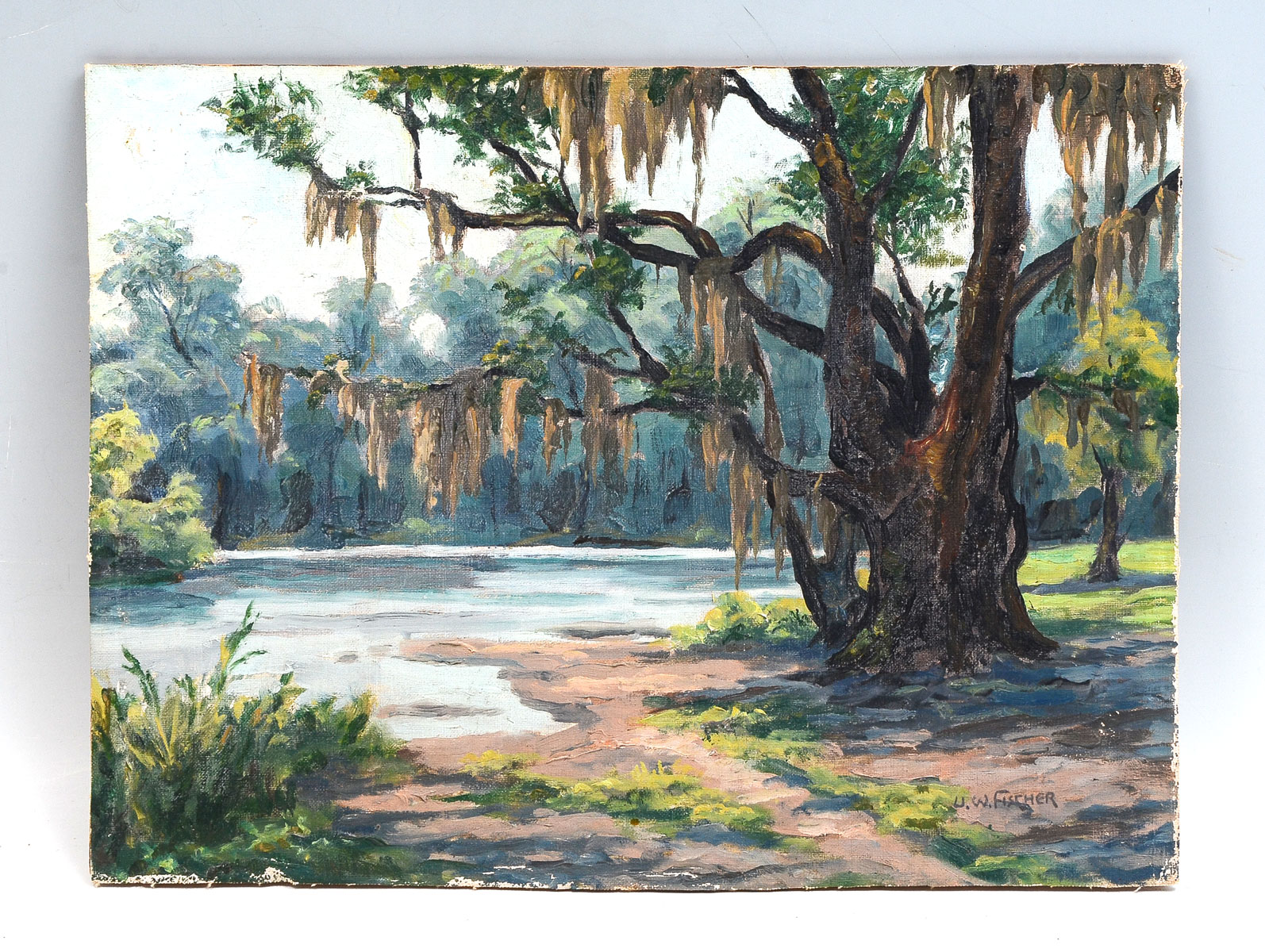 Appraisal: FISCHER Ulrich American - Big Live Oak Florida Oil Canvasboard