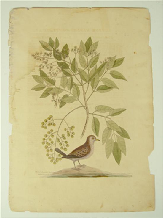 Appraisal: Catesby Mark The Ground Dove T From The Natural History