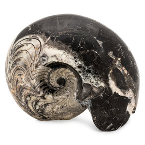 Appraisal: Fossilized Ammonite Shell x inches