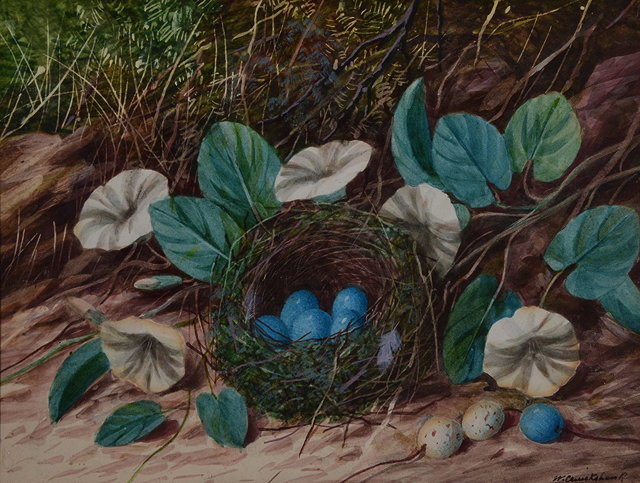 Appraisal: WILLIAM CRUICKSHANK - Still life - a nest of bird's