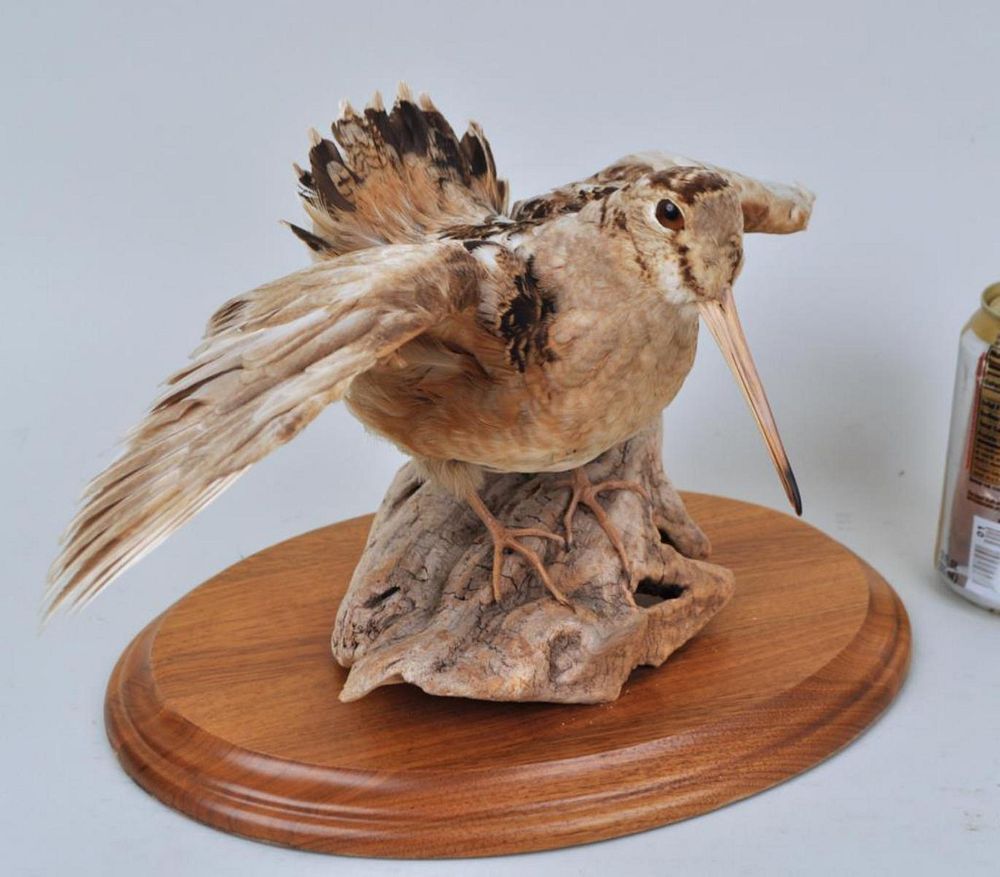 Appraisal: Woodcock Taxidermy Trophy Mount on wooden stand high wide A