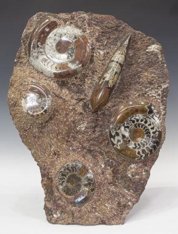 Appraisal: Polished ammonite and orthoceras fossils in stone matrix five ammonoidea