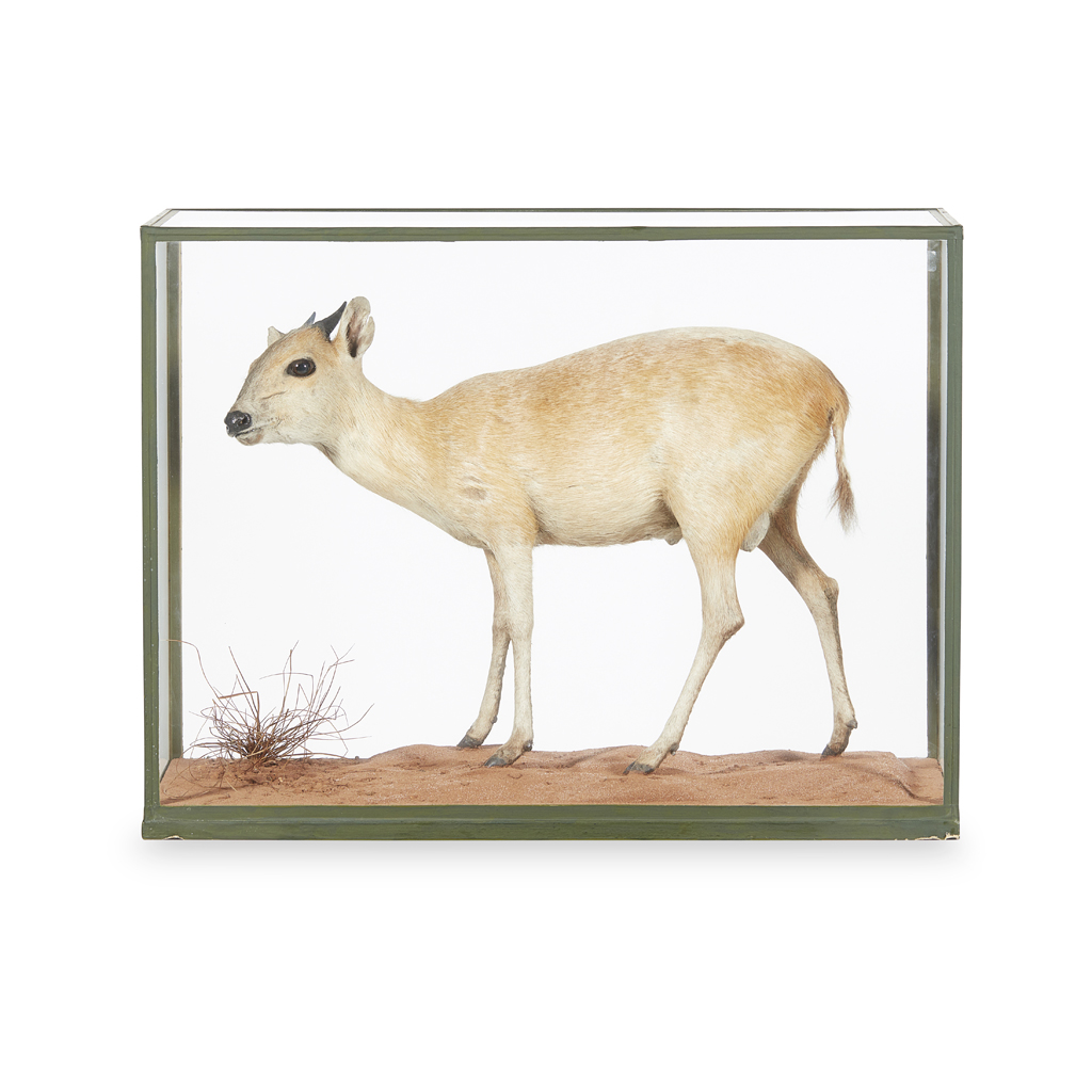 Appraisal: Y CASED TAXIDERMY RED FOREST DUIKER ANTELOPE TH CENTURY Case