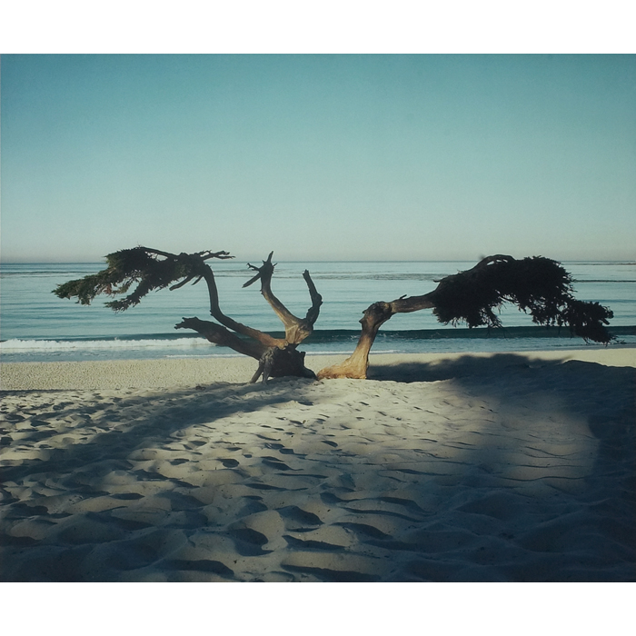 Appraisal: Helmut Horn German - ''Carmel Tree '' c color photograph