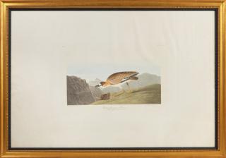 Appraisal: John James Audubon - Rocky Mountain Plover No Plate Havell