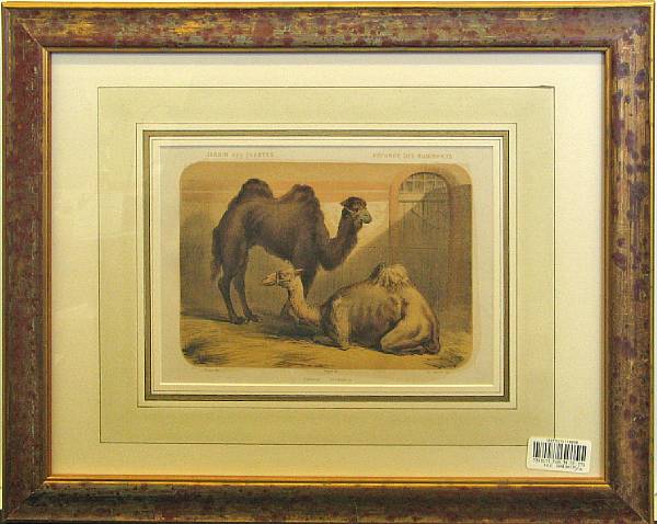 Appraisal: A pair of framed French colored prints of zoo animals