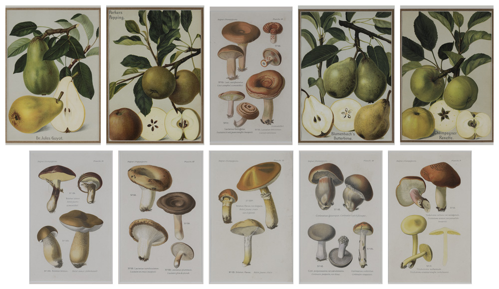 Appraisal: Ten Botanical Prints th and th century Pears Apples Mushrooms