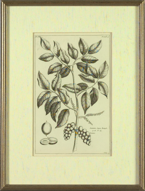 Appraisal: Pierre Bouchoz French Late th Early th Century Fruiting Botanicals