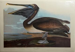 Appraisal: John James Audubon - Brown Pelican No Plate plastic wrapped