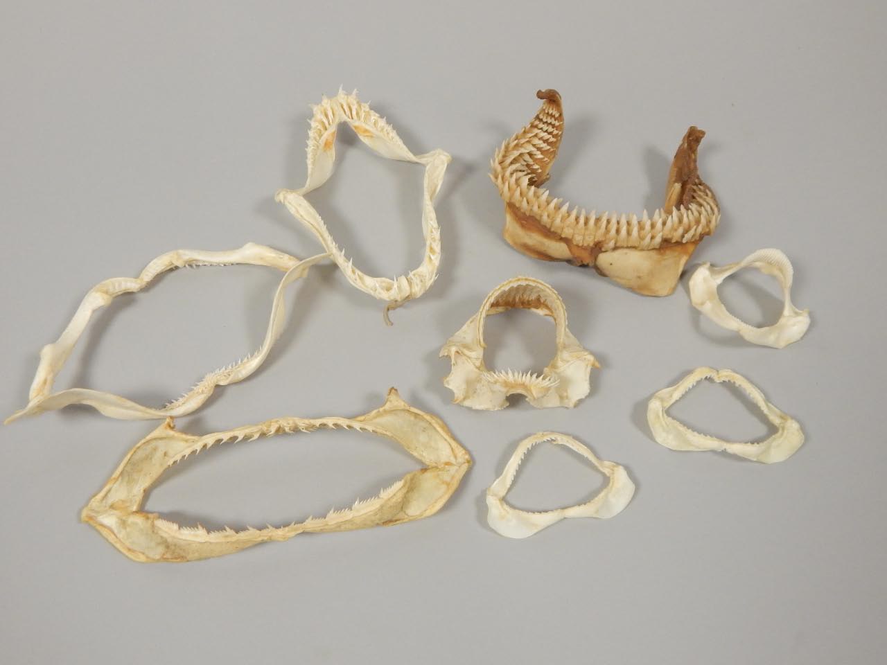 Appraisal: A collection of various small shark jaws to include a