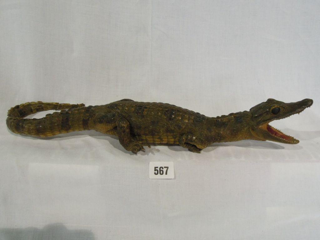 Appraisal: A taxidermy of a baby crocodile with gaping mouth revealing