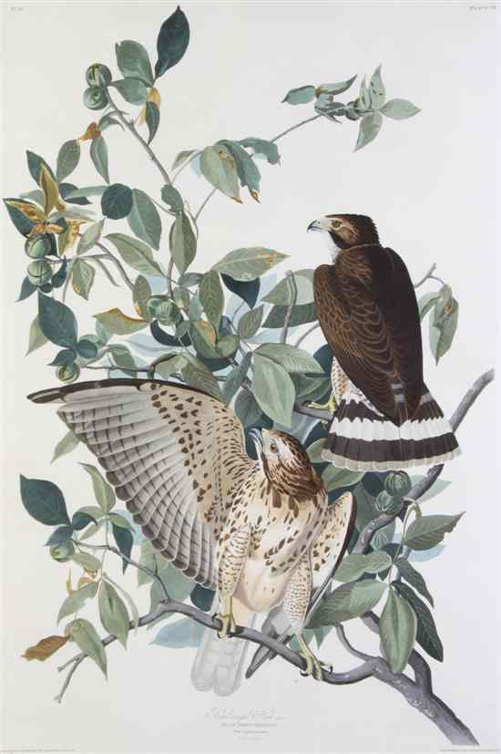 Appraisal: AUDUBON JOHN JAMES after HAVELL ROBERT Broad-Winged Hawk Falco Pennsylvanicus