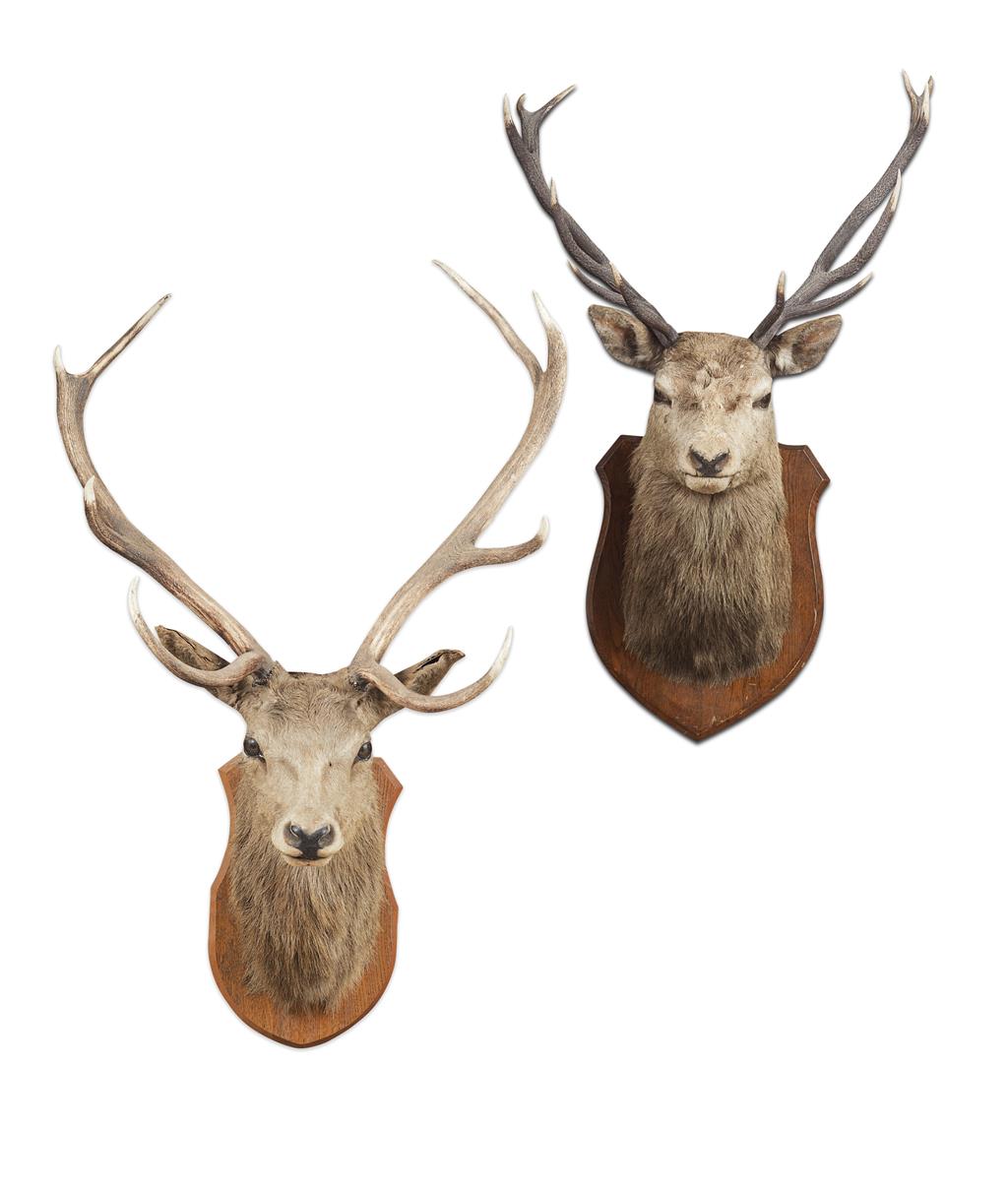 Appraisal: TWO STAG'S HEAD TROPHY MOUNTS both mounted on oak shield