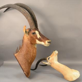 Appraisal: Two African head mounts impala and and oryx Two African