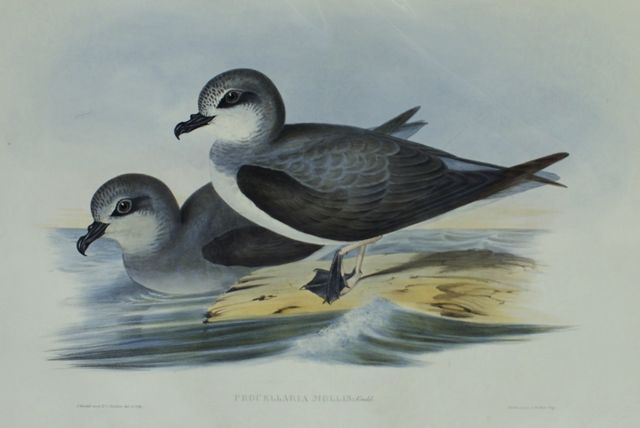 Appraisal: Soft-plumaged Petrel Procellaria Mollis