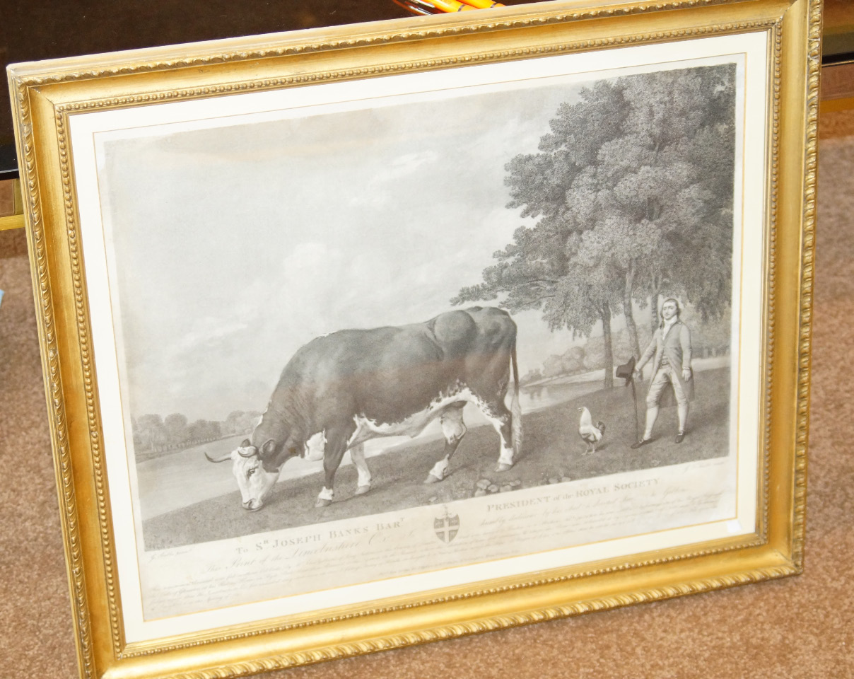 Appraisal: After George Stubbs The Lincolnshire Ox stipple engraving by G