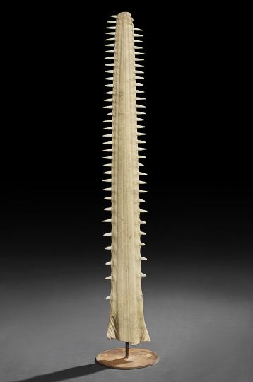 Appraisal: Tall and Dramatic Gray and Russet Sawfish Bill mounted vertically