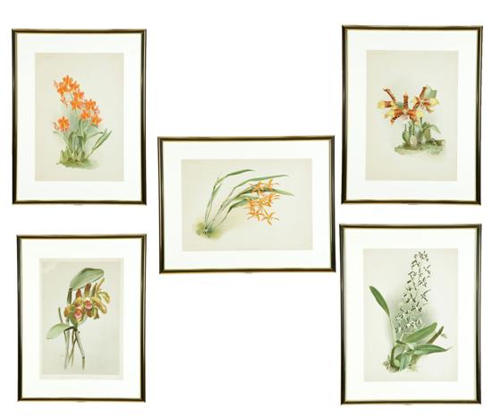 Appraisal: FIVE BOTANICAL CHROMOLITHOGRAPHS OF ORCHIDS Plates from Henry Sander's Reichenbachia