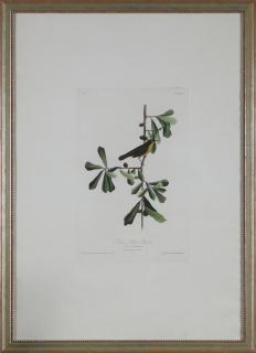 Appraisal: John James Audubon - Roscoe's Yellow Throat th c Havell