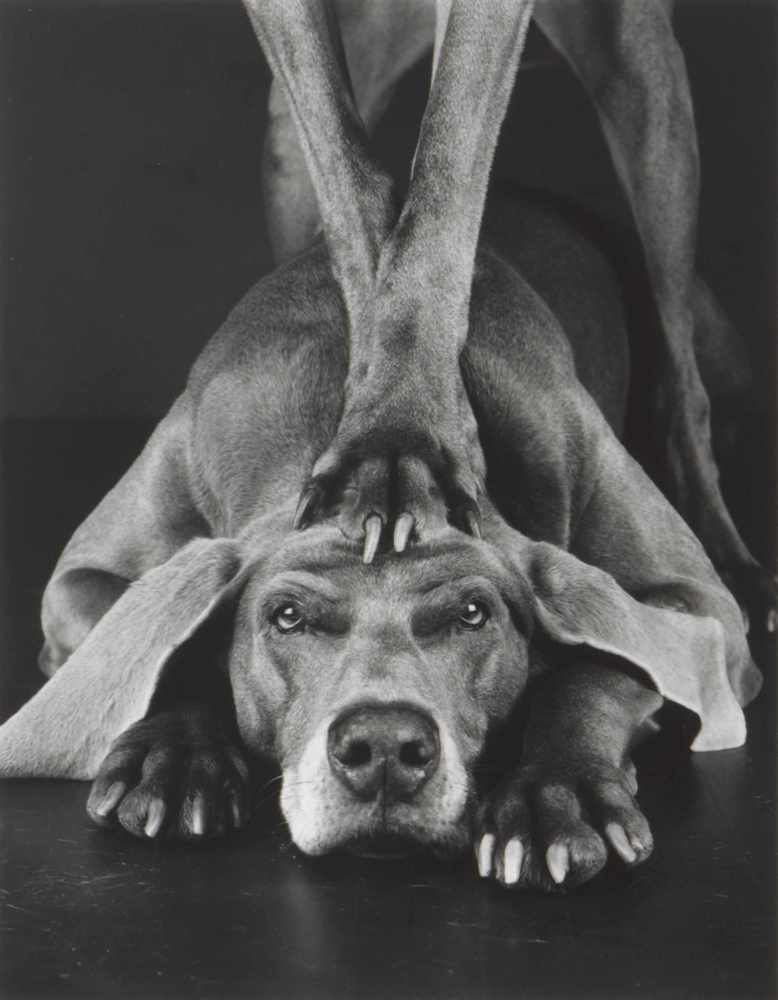 Appraisal: William Wegman American born Paw Gelatin silver print signed in