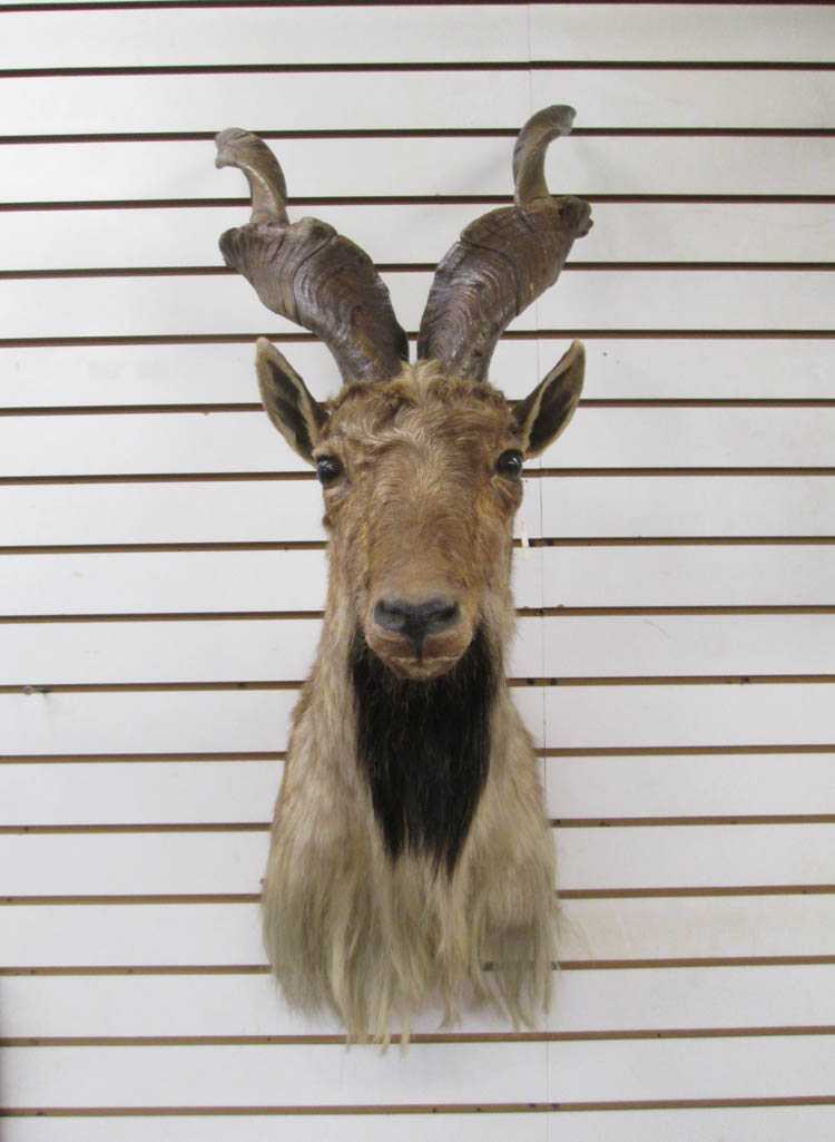 Appraisal: TAXIDERMY MOUNT the markhor a large species of wild goat