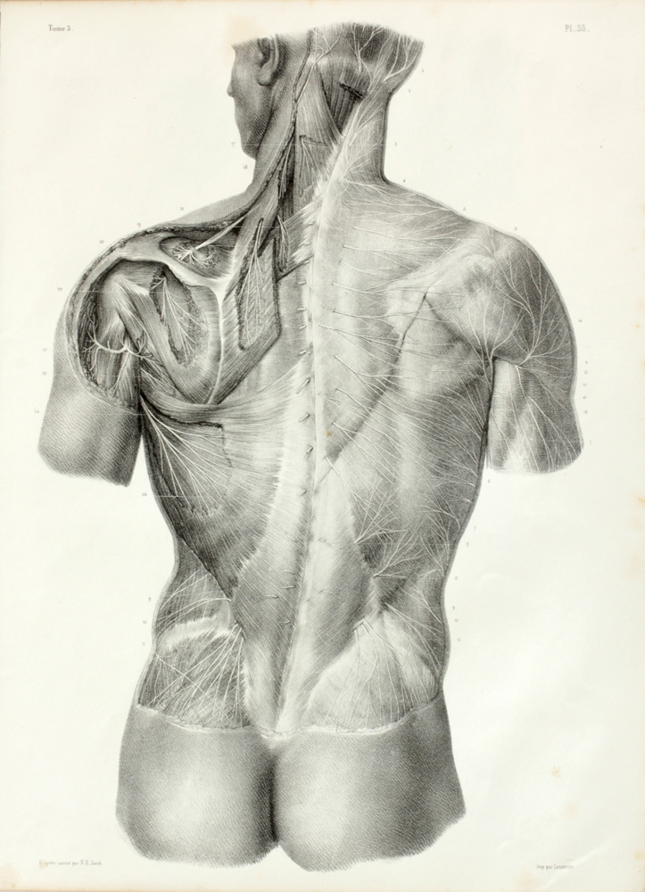 Appraisal: Nicolas Henri Jacob - Anatomical Images Eight lithographs on wove